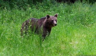 Romania Bear